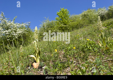 (Himantoglossum hircinum), dans l'habitat, la pente à sec, l'Allemagne, Bade-Wurtemberg, NSG Hamberg Banque D'Images