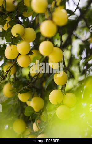 Mirabelle Mirabelle, prune (Prunus domestica syriaca, Prunus insititia syriaca), brunch avec des fruits, l'Allemagne, l'Baden-Wuertt Banque D'Images