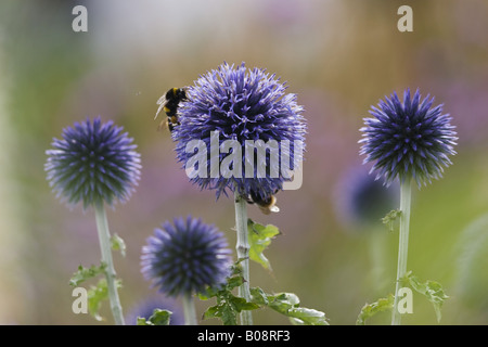 Blue globe thistle (Liatris spicata), inflorescences, un de ceux avec des abeilles, l'Allemagne, Bade-Wurtemberg Banque D'Images