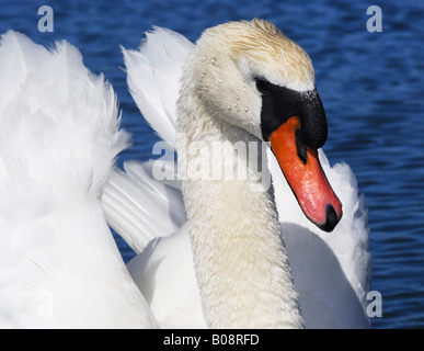 Mute Swan (Cygnus olor) portrait Banque D'Images