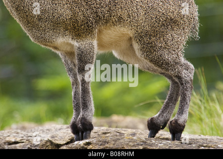 Klippspringer (Oreotragus oreotragus), debout sur la pointe des sabots Banque D'Images