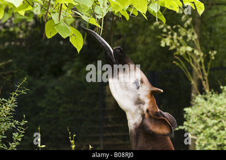 L'okapi (Okapia johnstoni), parcourt avec sa langue maternelle' Banque D'Images