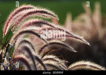 Pennisetum alopecuroides herbe (fontaine), en contre-jour, Allemagne Banque D'Images