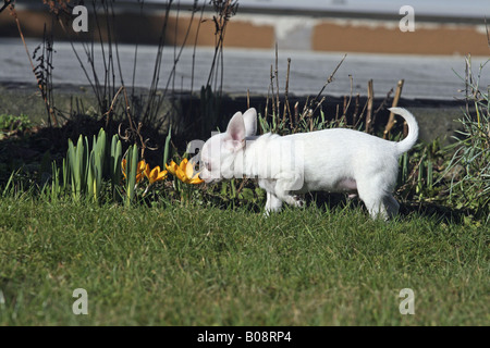 Chihuahua (Canis lupus f. familiaris), dragonnet, 11 semaines ; jouant dans le jardin Banque D'Images