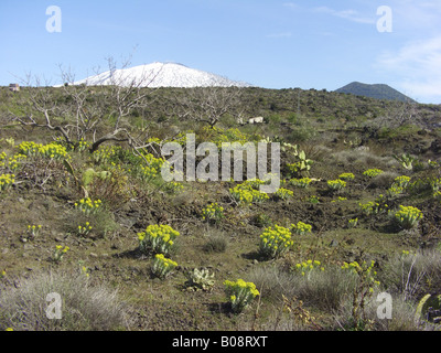 L'argent de l'euphorbe ésule, Myrtle verticale l'Euphorbe ésule (Euphorbia rigida), de plantes fleuries avec l'Etna couvert de neige dans l'arrière-plan, il Banque D'Images