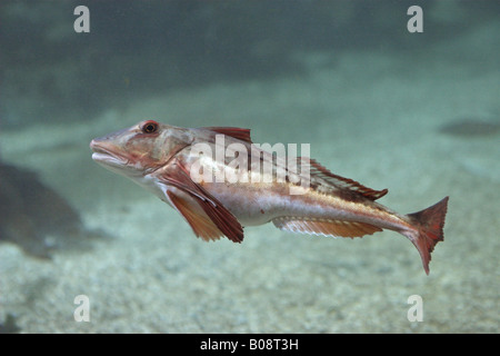 Grondin, sapphirine (Trigla lucerna Grondin, Chelidonichthys lucerna), seule personne Banque D'Images