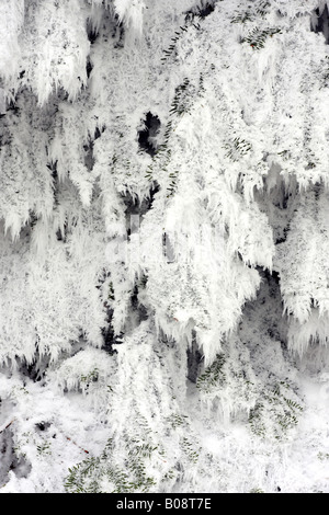 L'épinette de Norvège (Picea abies), avec givre en hiver, Suisse Banque D'Images