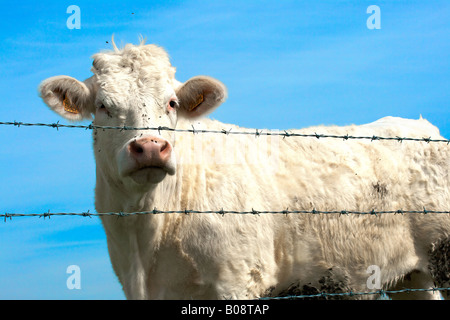 Vache blanche derrière les barbelés Banque D'Images