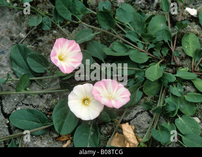 Le liseron des champs Convolvulus arvensis mauvaises herbes annuelles Banque D'Images