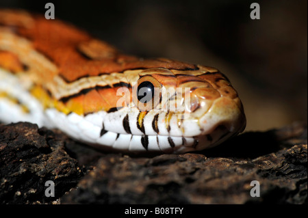 (Elaphe guttata serpent maïs guttata) Banque D'Images