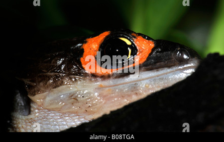 Aux yeux rouge ou orange-eyed Bush Scinque Crocodile (Tribolonotus gracilis), Papouasie Nouvelle Guinée Banque D'Images