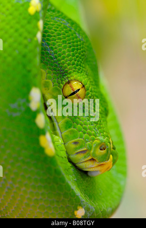 Green Tree Python (Chondropython viridis), Papouasie Nouvelle Guinée Banque D'Images