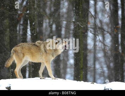 Le loup de la vallée du Mackenzie, Rocky Mountain Wolf, de l'Alaska - ou Canadien Timber Wolf (Canis lupus occidentalis) découvrant ses dents dans un Banque D'Images