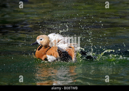 Tadorne Casarca (Tadorna ferruginea), natation Banque D'Images