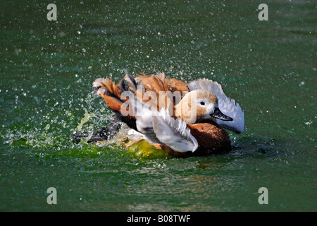 Tadorne Casarca (Tadorna ferruginea), natation Banque D'Images