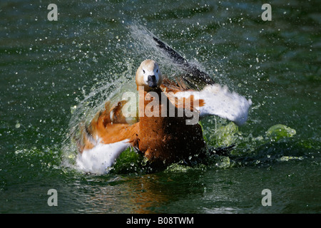 Tadorne Casarca (Tadorna ferruginea), natation Banque D'Images