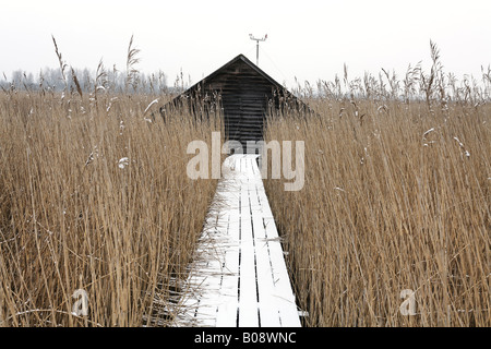 Promenade couverte de neige entouré de roseaux menant à hut, Federsee, Bad Schussenried, en Haute Souabe, Bade-Wurtemberg, Allemagne, Eur Banque D'Images