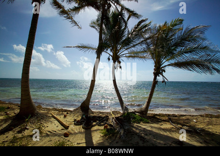 Sur le bord de mer de Blackbird Caye Turneffe Islands Belize Le Belize barrier reef le deuxième plus grand au monde Banque D'Images