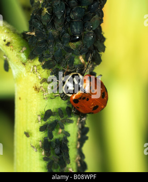 Coccinelle coccinelle convergente ou Hippodamia convergens avec bird cherry pucerons Banque D'Images