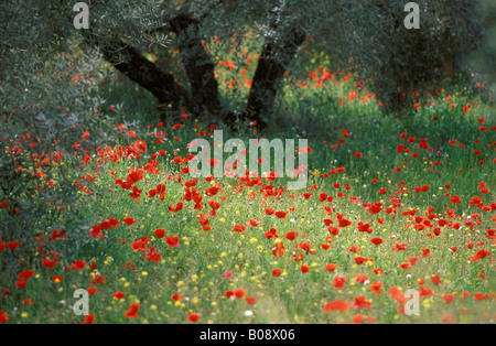 Coquelicot (Papaver) croissant dans une oliveraie, province de Jaén, Andalousie, Espagne Banque D'Images