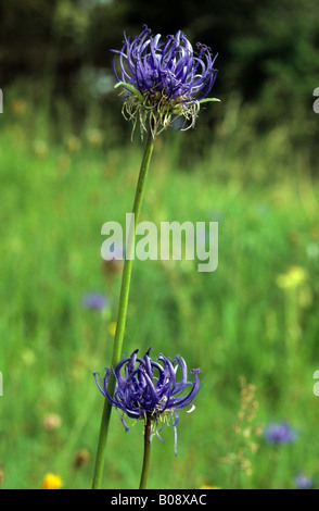 Rampion à tête ronde (Phyteuma orbiculare) Banque D'Images