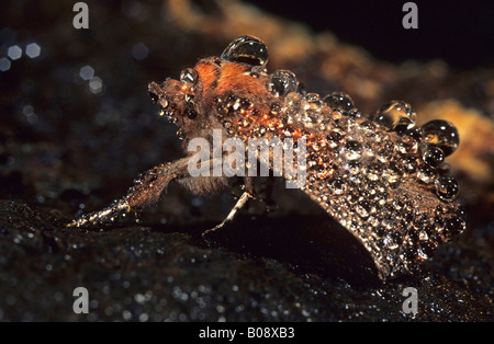 Herald Moth (Scoliopteryx libatrix) hibernant dans une grotte Banque D'Images