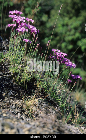 Dianthus gratianopolitanus cheddar (rose) Banque D'Images