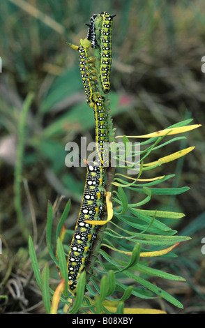 Spurge Hawk-moth de chenilles (Hyles euphorbiae) sur un l'euphorbe ésule (Euphorbia) Banque D'Images