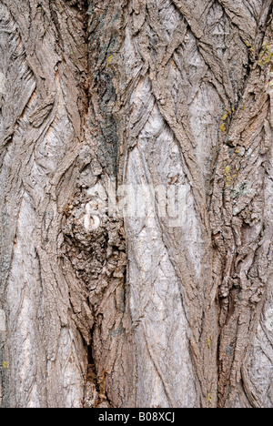 Écorce d'arbre Robinier (Robinia pseudoacacia) Banque D'Images