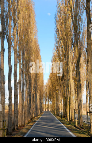 Allée de peupliers au barrage de l'île de Reichenau, Reichenau, Bade-Wurtemberg, Allemagne, Europe Banque D'Images