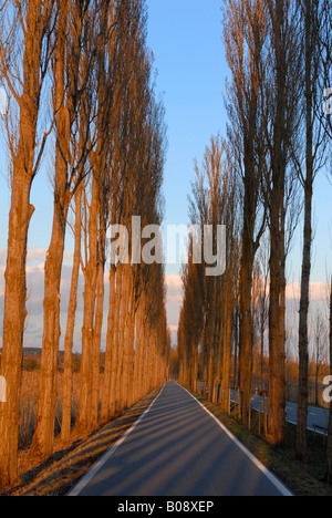 Allée de peupliers au barrage de l'île de Reichenau, Reichenau, Bade-Wurtemberg, Allemagne, Europe Banque D'Images