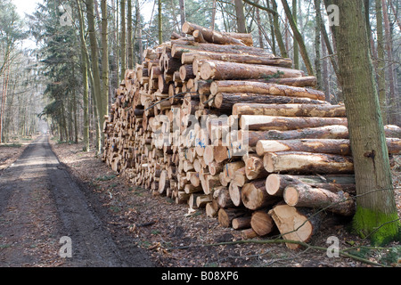 Gros tas de billes, les troncs des arbres coupés en longueurs après la tempête, Hesse, Allemagne Banque D'Images