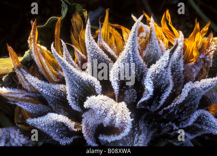 Première gelée sur un tournesol (Helianthus annuus) en Octobre Banque D'Images