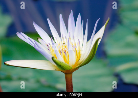 - Sacré égyptien ou Nénuphar bleu (Nymphaea caerulea) Banque D'Images