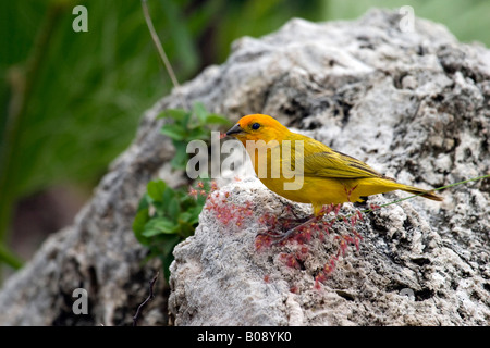 Sicalis flaveola finch (safran) perché sur un rocher à Curaçao, Antilles néerlandaises, Amérique Banque D'Images