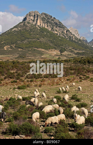 Troupeau de moutons, Sardaigne, Italie, Europe Banque D'Images