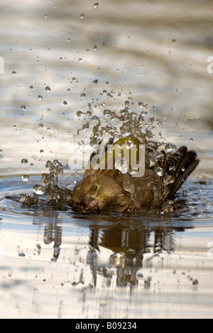 Verdier d'Europe (Carduelis chloris), baignant dans une flaque d'eau, de l'Allemagne, Brandebourg Banque D'Images