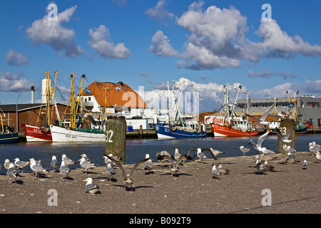 Mouettes sur un quai en face de coupeurs de pêche dans le port de la mer du Nord station balnéaire de Buesum, Dithmarschen, Schleswig- Banque D'Images