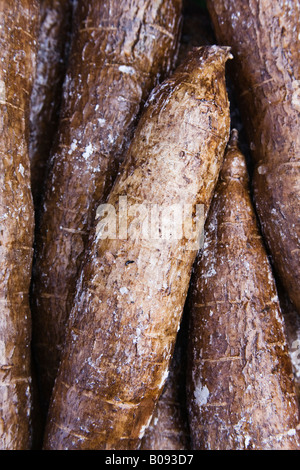 Le manioc ou les racines de manioc (Manihot esculenta) Banque D'Images