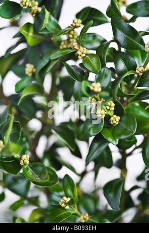 Fort ou le buis arbre, détail (Buxus) Banque D'Images