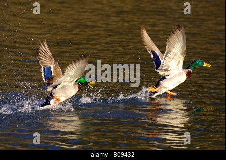 Les Canards colverts (Anas platyrhynchos) décoller de la surface de l'eau Banque D'Images