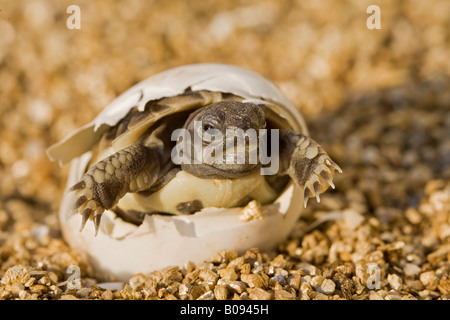 La tortue d'Hermann (Testudo hermanni) l'éclosion de son oeuf Banque D'Images
