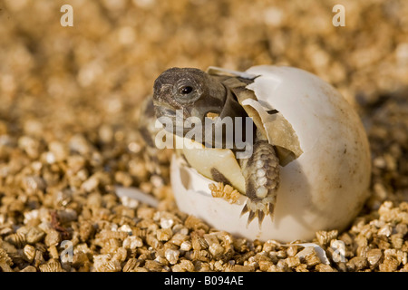 La tortue d'Hermann (Testudo hermanni) l'éclosion de son oeuf Banque D'Images