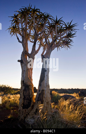 Deux arbres carquois ou Kokerboom (Aloe dichotoma) en fin d'après-midi la lumière dans le désert à Garaspark, Keetmanshoop, Namibie, Afrique Banque D'Images