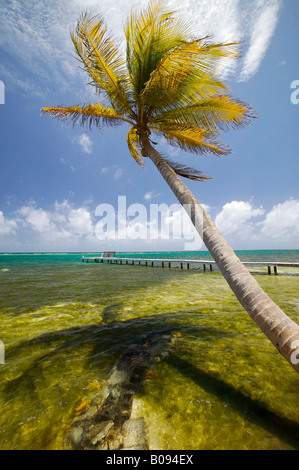 Sur le bord de mer de Blackbird Turneffe Islands Resort Belize Banque D'Images