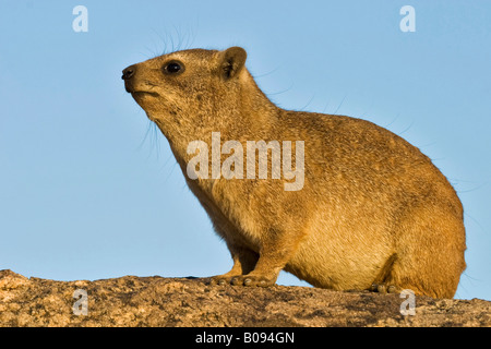 Hyrax Cape Hyrax, Rock ou Rock Dassie (Procavia capensis) assis sur un rocher, Parc National d'Augrabies Falls, South Africa, Africa Banque D'Images