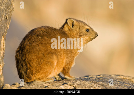 Hyrax Cape Hyrax, Rock ou Rock Dassie (Procavia capensis) assis sur un rocher, Parc National d'Augrabies Falls, South Africa, Africa Banque D'Images