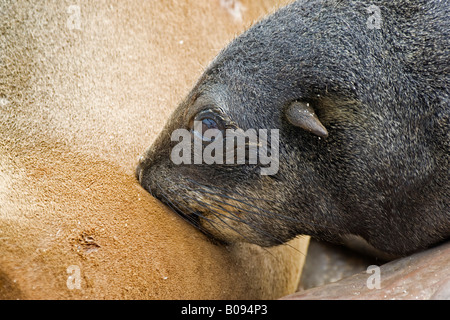 Cape - ou sud-africain (Arctocephalus pusillus), mère de jeunes infirmiers, du courant de Benguela, Cape Cross, Côte Atlantique, Banque D'Images