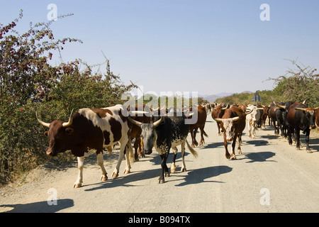 Le bétail marchant le long d'une route de terre dans le nord de la Namibie, Kaokoveld, Afrique Banque D'Images