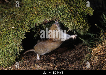 Campagnol roussâtre (Clethrionomys glareolus) Banque D'Images